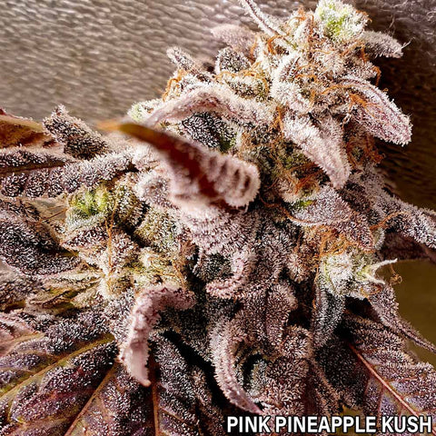 Pink Pineapple Kush Feminized