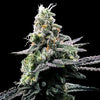 Purple Kosher Feminized