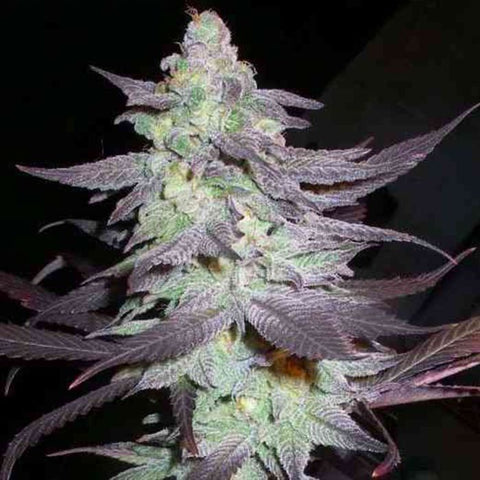 Purple Wreck Feminized