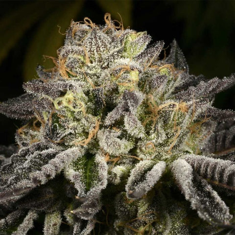 Purp Skunk Regular