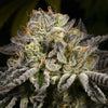 Purp Skunk Regular