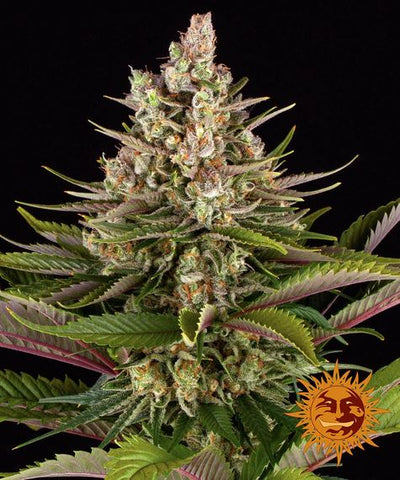 Sour Strawberry Feminized