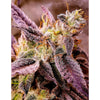 Strawberry Oreoz Feminized