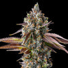 Strawberry Skrilla Feminized