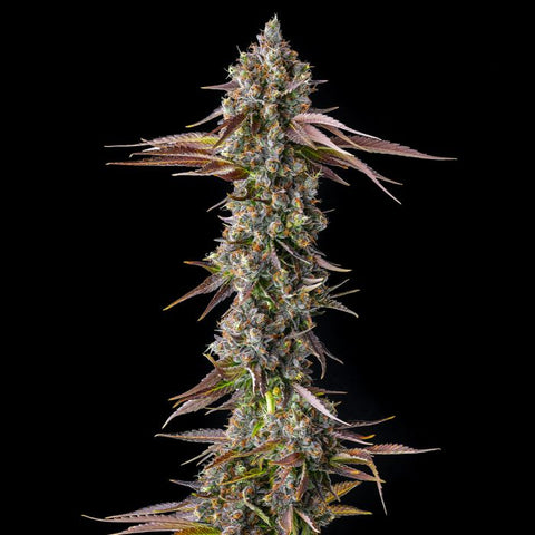 Strawberry Skrilla Feminized