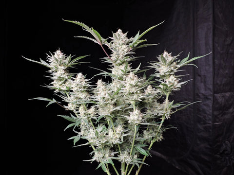 Strawberry Gorilla Autoflowering Feminized