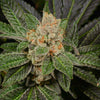 Sugar Biscuits Feminized