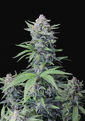 Tropicana Cookies Autoflowering Feminized