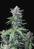 Tropicana Cookies Autoflowering Feminized