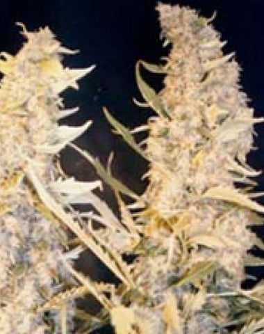 Skunk Special Feminized