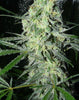 SexBud Feminized