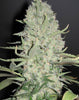 White Widow x Big Bud Feminized