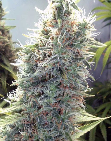 C99 Feminized