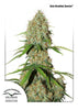 Auto Brooklyn Sunrise Autoflowering