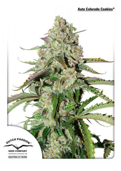 Auto Colorado Cookies Autflowering