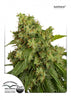 Auto Xtreme Autoflowering