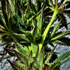 Inca Berry (FKA Azazel) F1 Regular