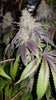 Blue Raspberry - Galloway Genetics Freebie