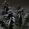 Blue Sherbert S1 Feminized