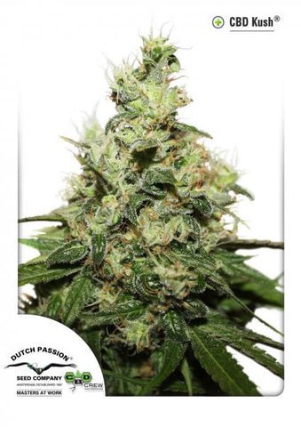 CBD Kush Feminized