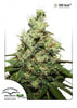 CBD Kush Feminized