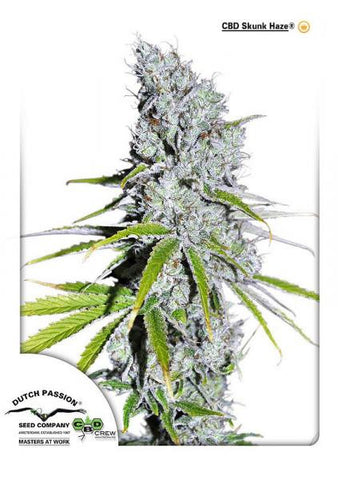 CBD Skunk Haze Feminized