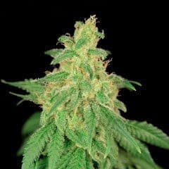 CBD René Feminized