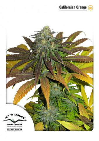 Californian Orange Feminized