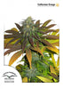 Californian Orange Feminized