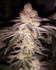 Cherry Soul Feminized