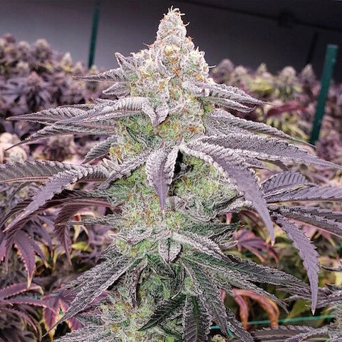 Colin OG RBx Feminized