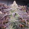 Colin OG RBx Feminized
