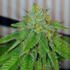 Dank Cherry Heads Feminized