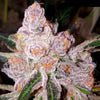 Purple Sunset Feminized