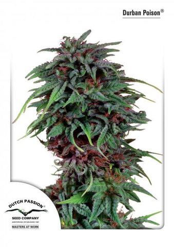 Durban Poison Feminized