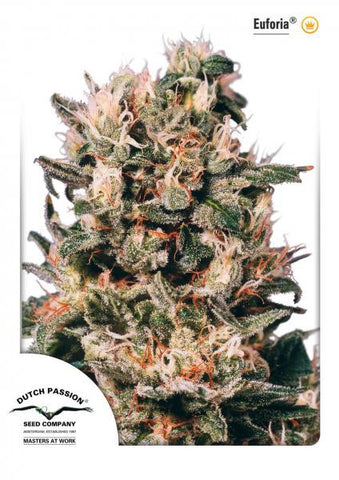 Euforia Feminized