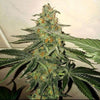 Forbidden Fruit Cake Feminized