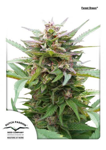 Forest Dream Feminized