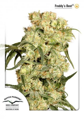 Freddy's Best Feminized