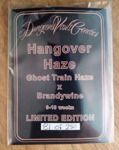 Hangover Haze Regular