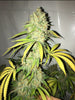 UK Blue Dawg Feminized