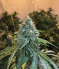 UK Blue Dawg Feminized