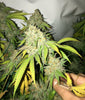 UK Blue Dawg Feminized