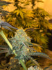 UK Blue Dawg Feminized