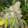 Blue Glue Feminized