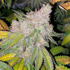 Blue Glue Feminized