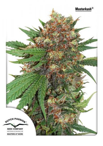 Master Kush Feminized