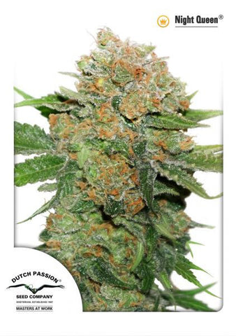 Night Queen Feminized