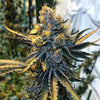 Tropicanna Punch BX1 Regular