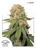 Orange Bud Feminized